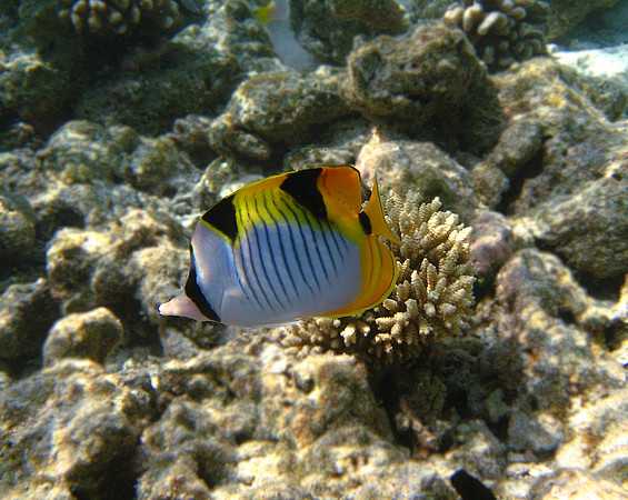 Saddleback Butterfly Fish