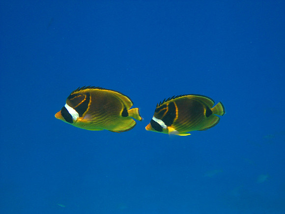 Racoon Butterfly Fish