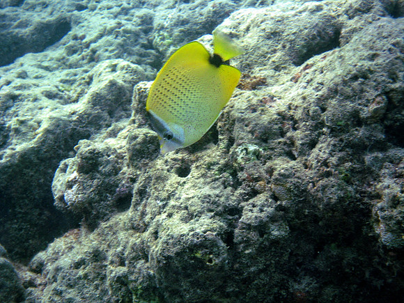 Miletseed Butterfly Fish