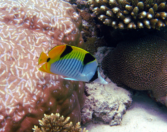 Saddleback Butterfly Fish