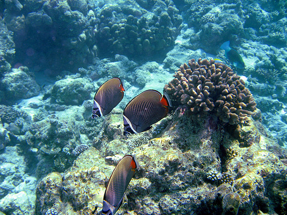 Redtailed Butterfly Fish