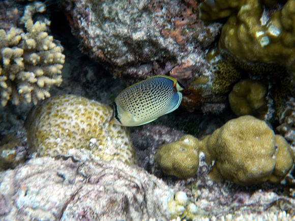 Spotted Butterfly Fish