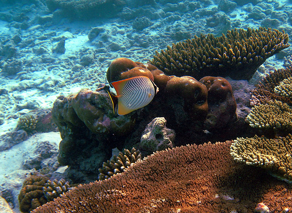 Chevron Butterfly Fish