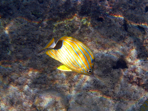 Bluestripe Butterfly Fish