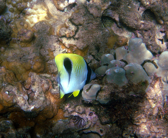 Teardrop Butterfly Fish