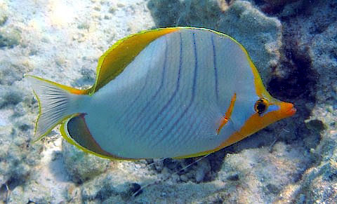 Yellowhead Butterfly Fish