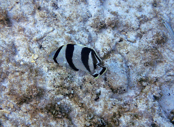 Banded Butterfly Fish