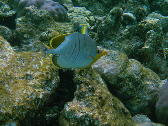 Yellowhead Butterfly Fish