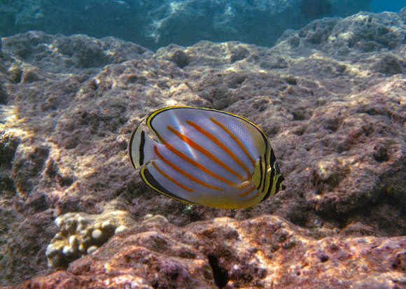 Ornate Butterfly Fish