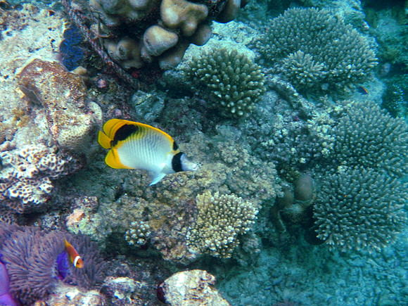 Pigface Butterfly Fish