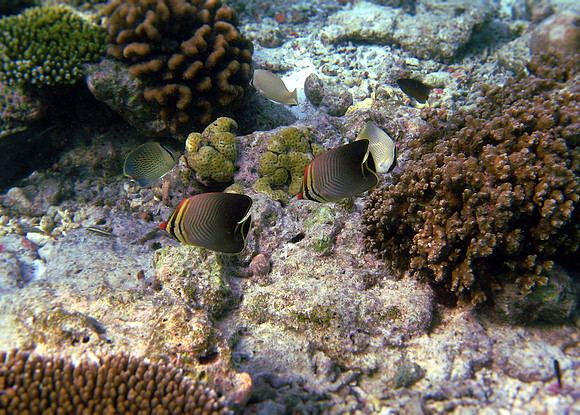 Eastern Triangular Butterfly Fish