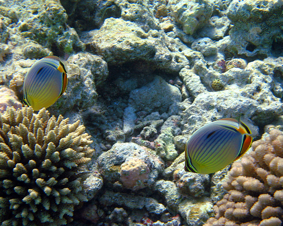 Rip Butterfly Fish