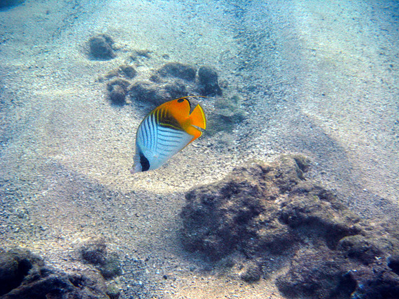 Threadfin Butterfly Fish