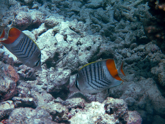 Madagascar Butterfly Fish