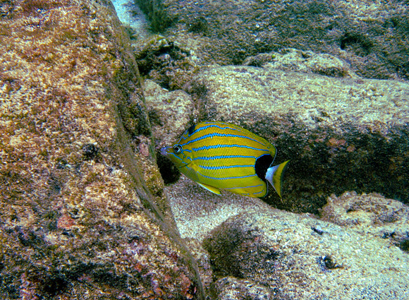 Bluestripe Butterfly Fish