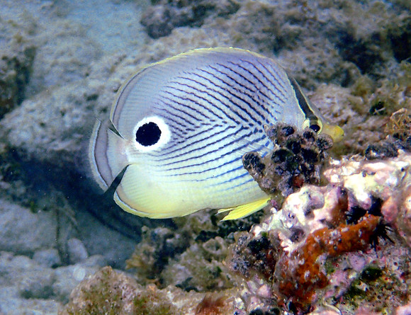 Four-Eye Butterflyfish