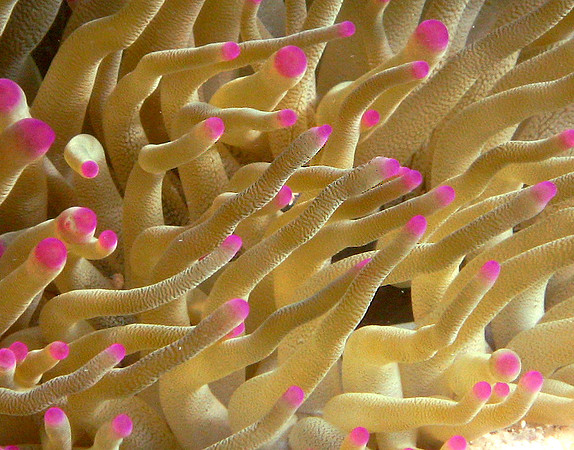 Magnificent Sea Anemone