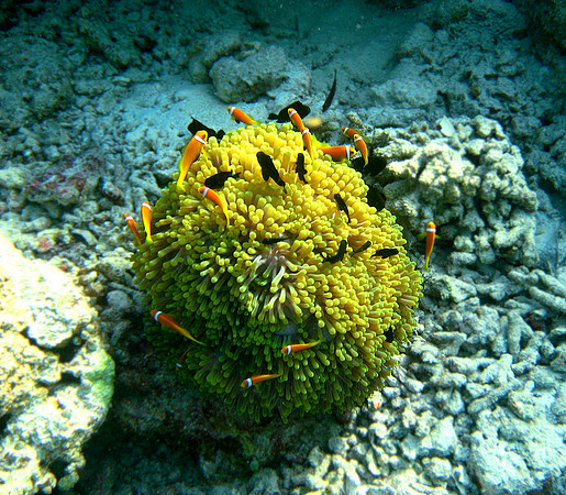 Maldives Anemonefish