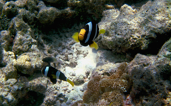 Clarks Anemonefish