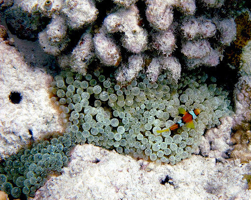 Western Clown Fish (juvenile)