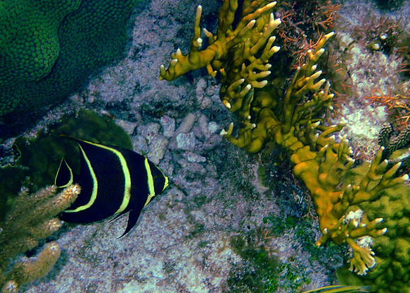 French Angel (juvenile)