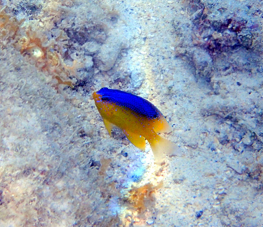 Beaugregory Damsel (juvenile)