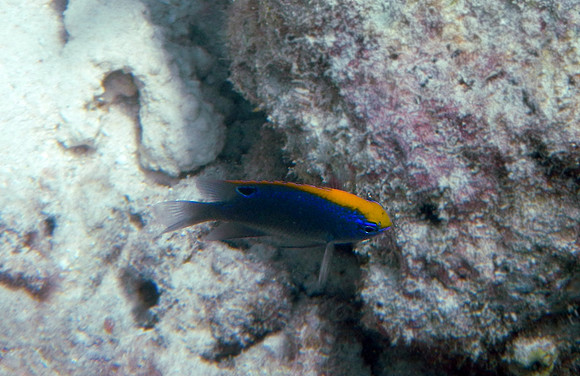 Blue-yellow Damsel