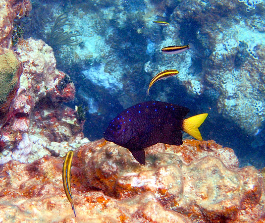 Yellowtail Damsel (juvenile)