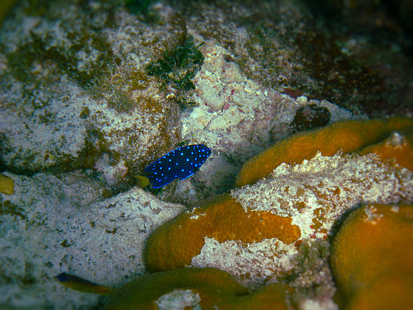 Yellowtail Damselfish (juvenile)