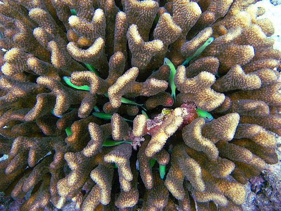 Bluegreen Puller