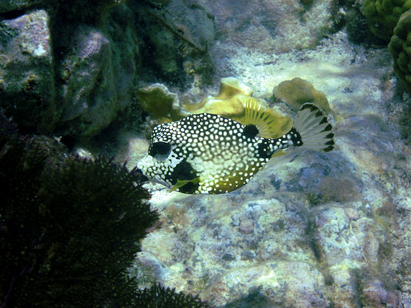 Smooth Trunkfish