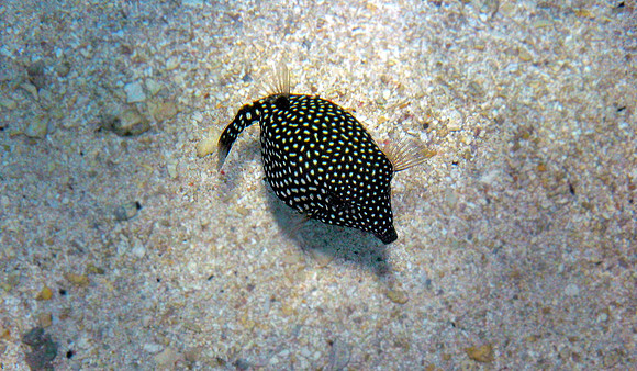 Spotted Boxfish (female)