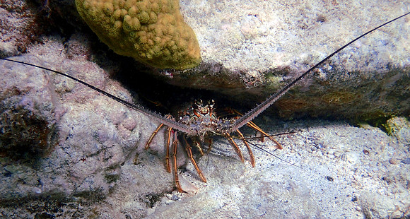 Caribbean Spiny Lobster