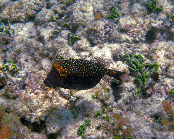 Spotted Boxfish  (male)