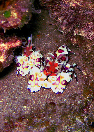 Harlequin Shrimp