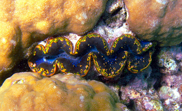 Giant Clam