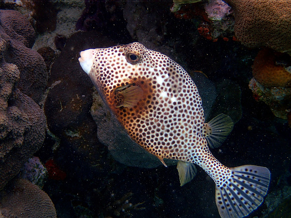 Spotted Trunkfish