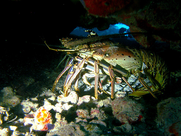 Caribbean Spiny Lobster