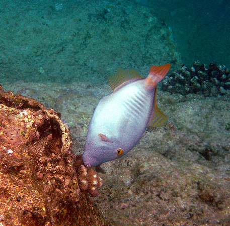 Barred Filefish