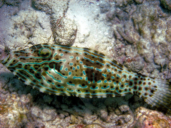 Scribbled Filefish