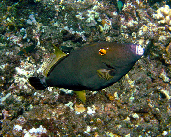 Barred Filefish