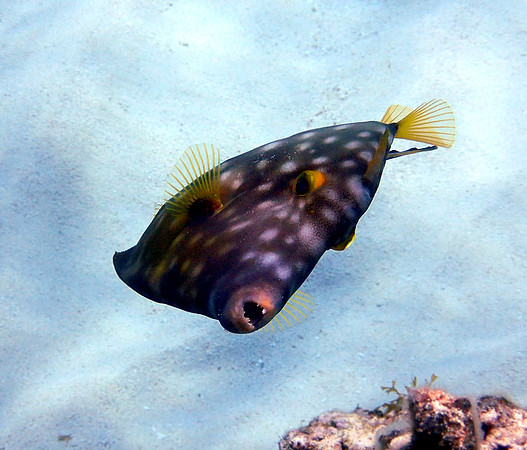 White Spotted Filefish