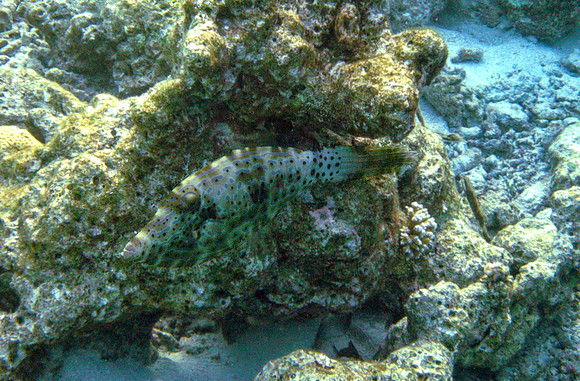 Scribbled Filefish