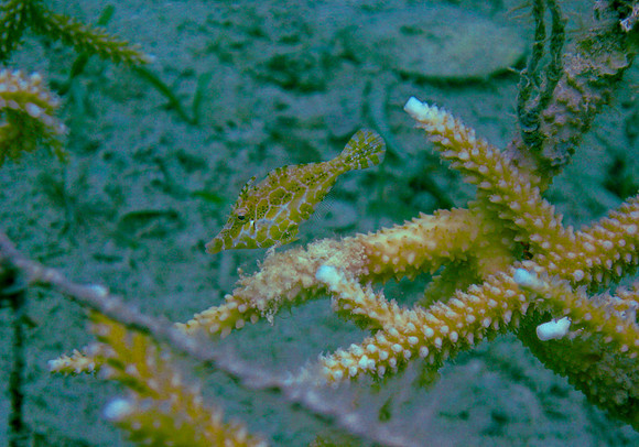 Bristletail Filefish