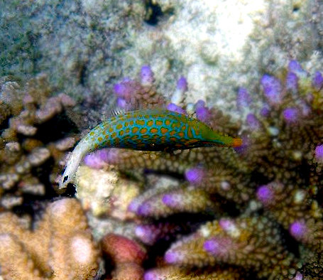 Longnose Filefish