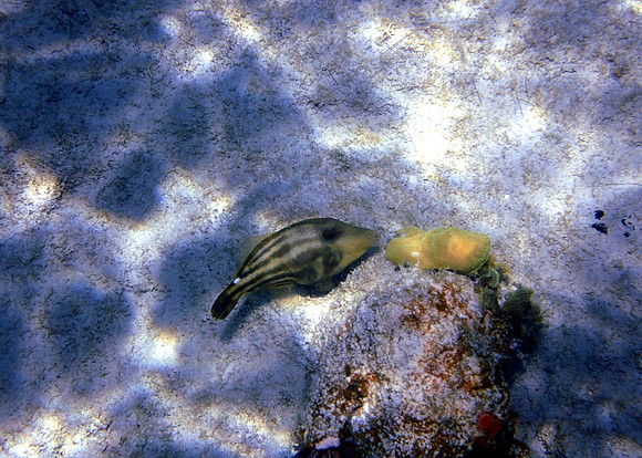 Orange Spotted Filefish