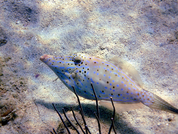 Scribbled Filefish