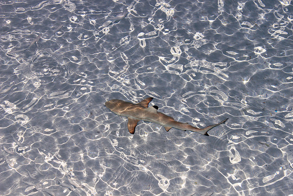 Blacktip Reef Shark (juvenile)