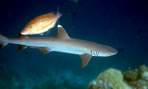 Whitetip Reef Shark