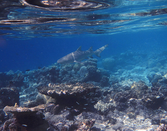 Lemon Shark